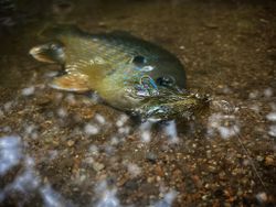 Bluegill River Fishing Coatesville